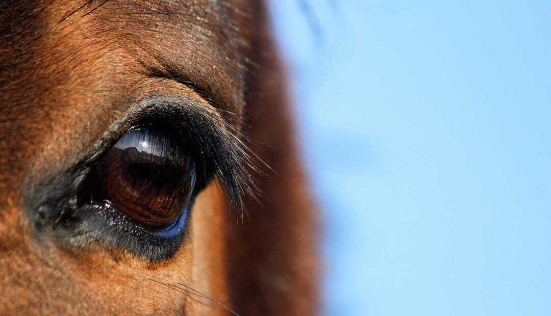 Paardentherapie: spiegelen van emoties